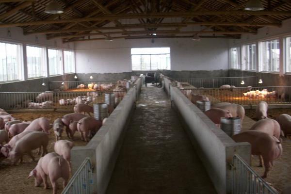 猪催肥的简单方法,使用催肥剂有效果吗