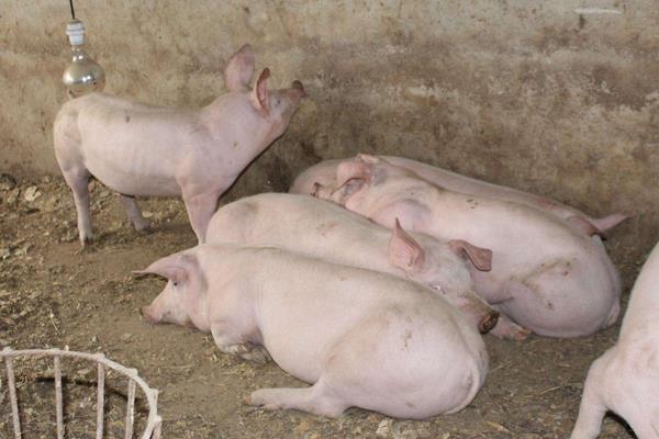 猪催肥的简单方法,使用催肥剂有效果吗
