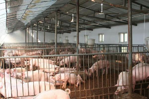 猪催肥的简单方法,使用催肥剂有效果吗