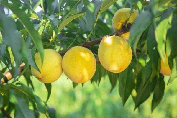 黄桃施肥时间,施什么肥料好