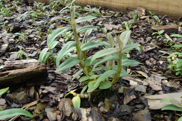铁皮石斛的种植要求,土壤和环境及温度是关键