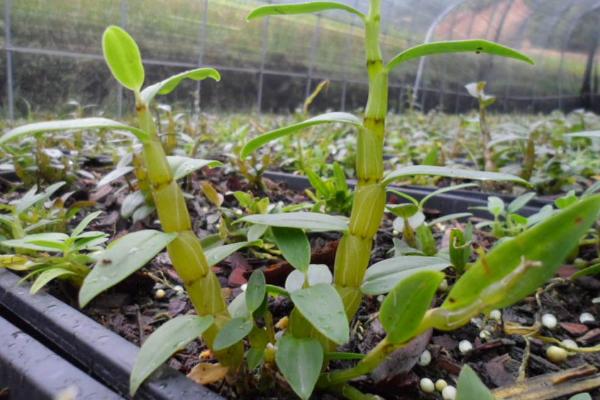 铁皮石斛的种植要求,土壤和环境及温度是关键