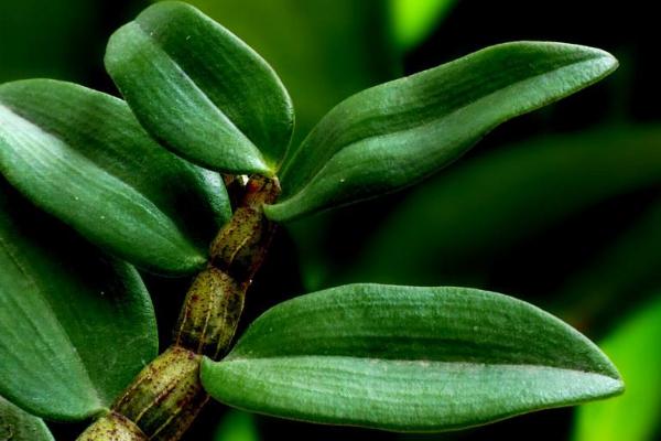 铁皮石斛的种植要求,土壤和环境及温度是关键