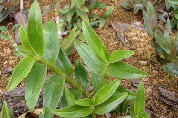 铁皮石斛的种植要求,土壤和环境及温度是关键