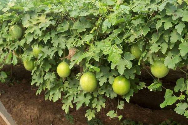 瓜蒌种植技术及亩收益,附施肥技术