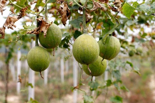瓜蒌种植技术及亩收益,附施肥技术
