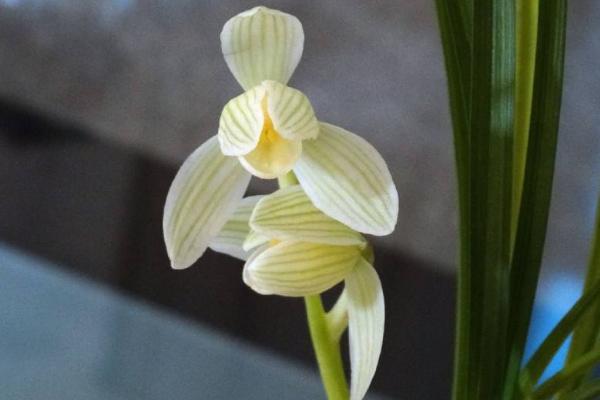 荷之冠多少一苗,荷之冠兰花价格走向