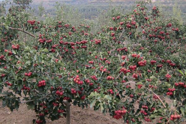 山楂锈病用什么农药有效,什么时候打