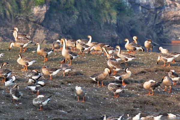 养鹅需要的成本高吗,要多少人