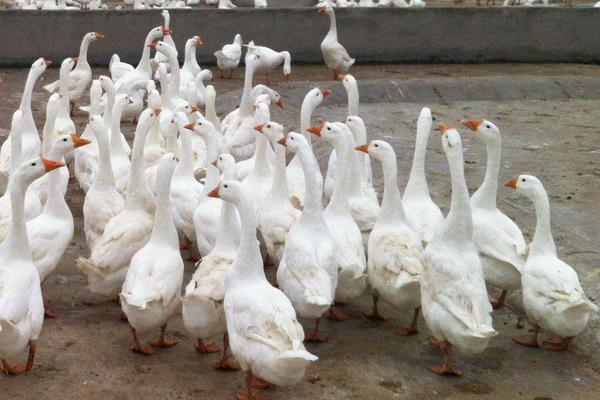 养鹅需要的成本高吗,要多少人