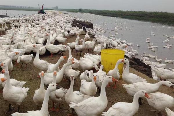 养鹅需要的成本高吗,要多少人