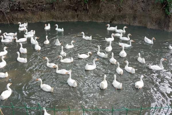 养鹅需要的成本高吗,要多少人