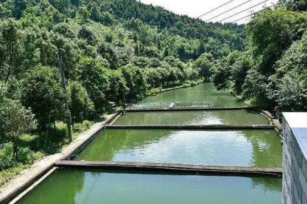 草鱼养殖成本利润计算,喂草鱼赚钱吗