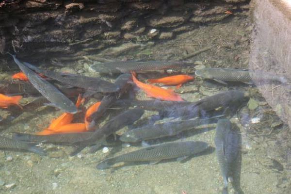 草鱼养殖成本利润计算,喂草鱼赚钱吗