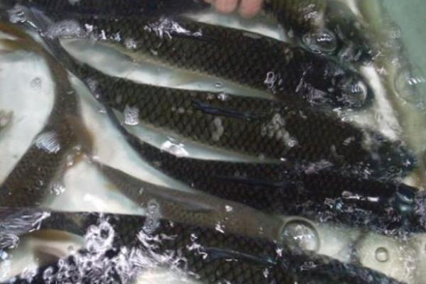 草鱼养殖成本利润计算,喂草鱼赚钱吗