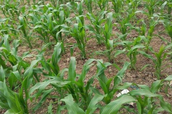 怎样育玉米苗的方法