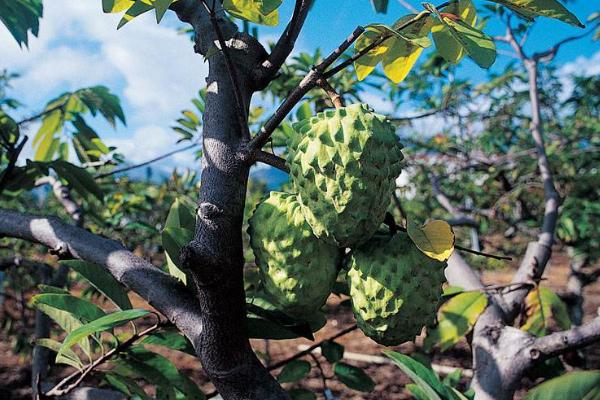 水果树苗品种有哪些,进口品种受欢迎