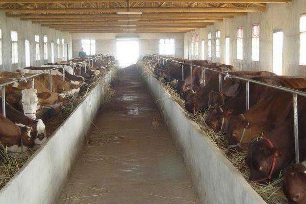 圈养一头肉牛的利润有多少，附成本分析