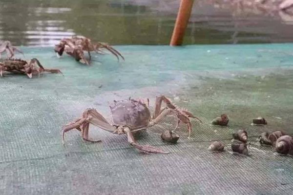 大匣蟹死了可以吃吗,死多久的可以吃?