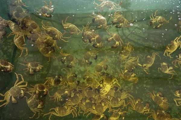 大匣蟹死了可以吃吗,死多久的可以吃?