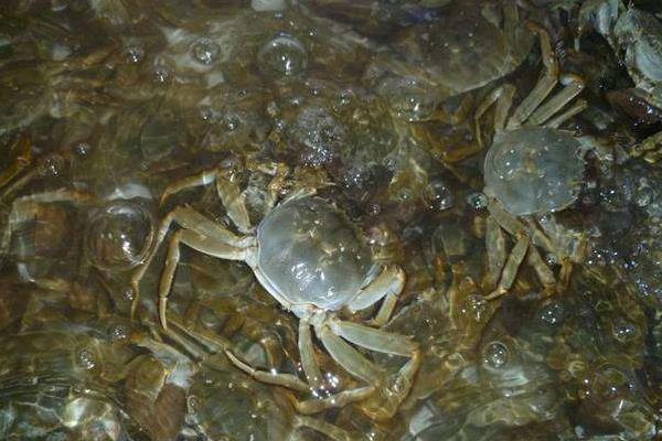 大匣蟹死了可以吃吗,死多久的可以吃?