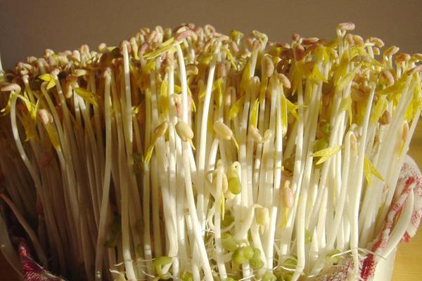 豆芽怎么种植方法,附过程