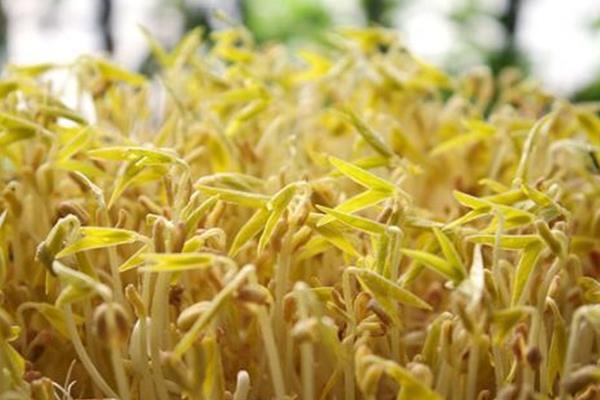 豆芽怎么种植方法,附过程