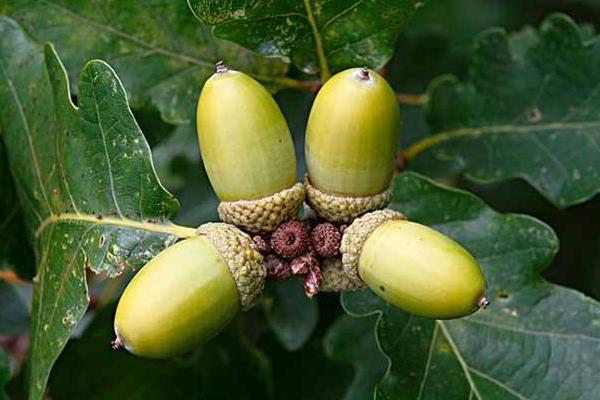 橡子的食用方法,附功效与作用