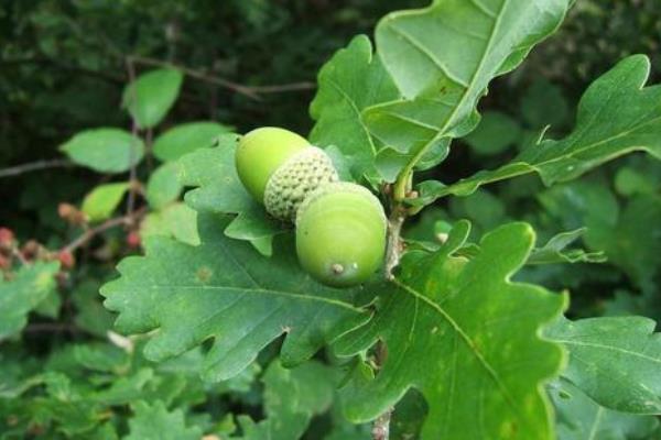 橡子的食用方法,附功效与作用
