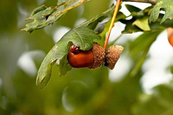 橡子的食用方法,附功效与作用