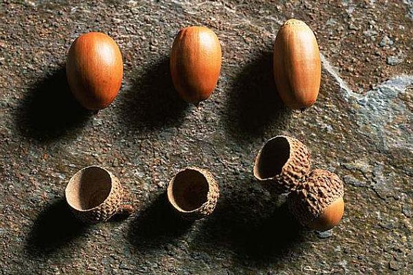 橡子的食用方法,附功效与作用