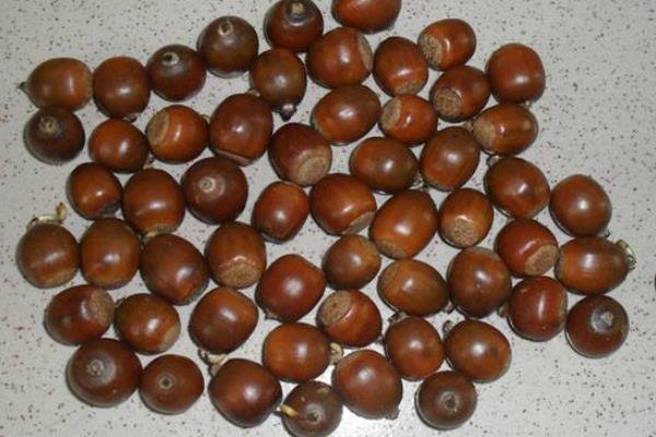 橡子的食用方法,附功效与作用