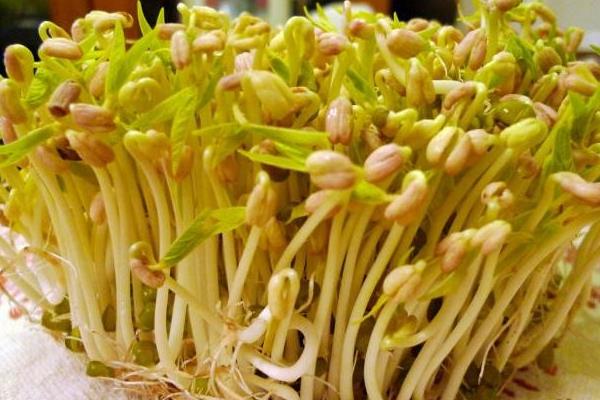 豆芽怎么种植方法,附过程