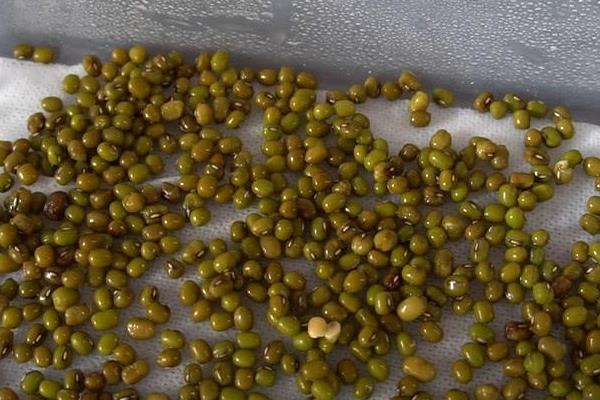 豆芽怎么种植方法,附过程