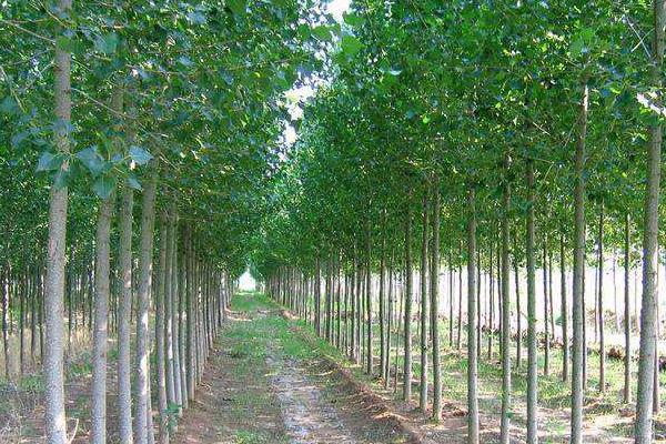 杨树施肥时间及方法,可以撒在表面吗