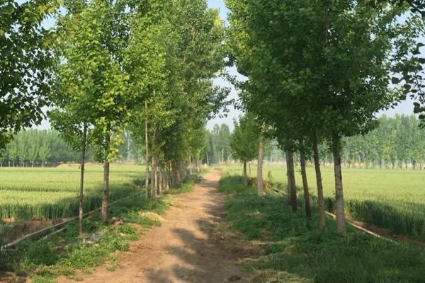 杨树施肥时间及方法,可以撒在表面吗