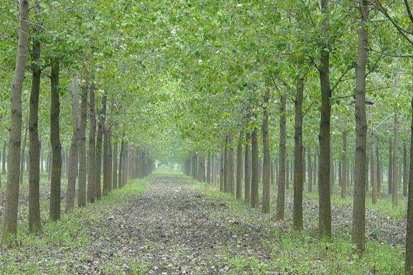 杨树施肥时间及方法,可以撒在表面吗