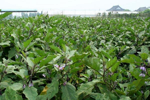 茄子怎么种植方法,多远距离一棵