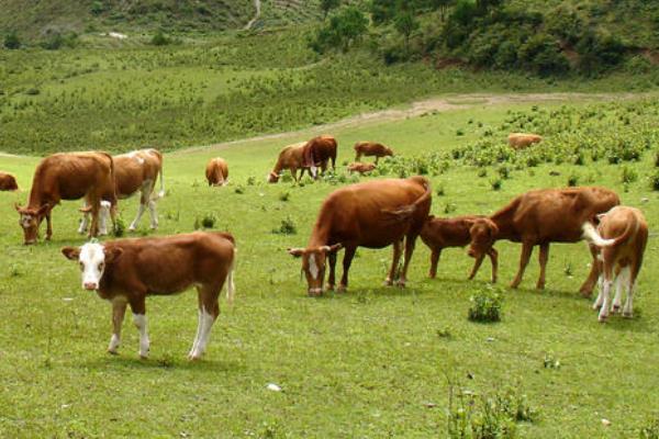 农村干什么行业能挣钱,8个2020年新项目推荐