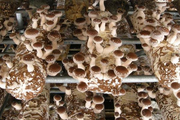 农村干什么行业能挣钱,8个2020年新项目推荐