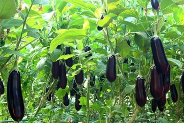 茄子怎么种植方法,多远距离一棵