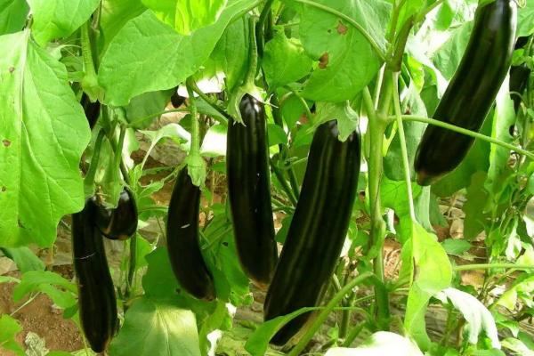 茄子怎么种植方法,多远距离一棵