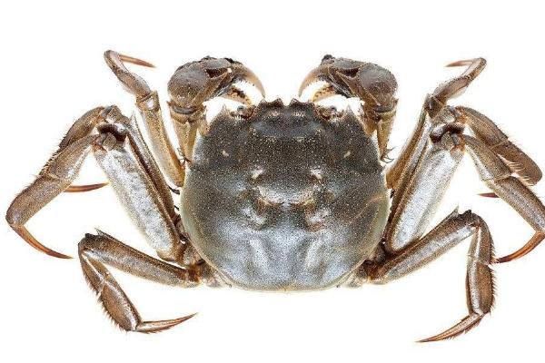 大匣蟹死了可以吃吗,死多久的可以吃?