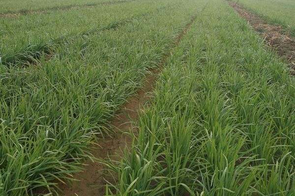 韭菜怎么种植方法,怎么存储