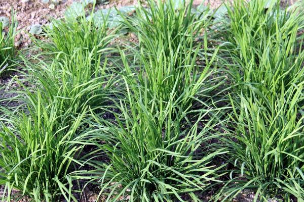 韭菜怎么种植方法,怎么存储