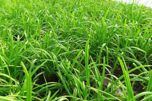 韭菜怎么种植方法,怎么存储