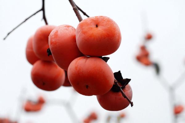 大闸蟹吃完后不能吃什么,不能和什么同吃