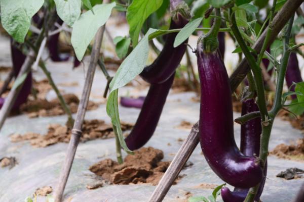 大闸蟹吃完后不能吃什么,不能和什么同吃