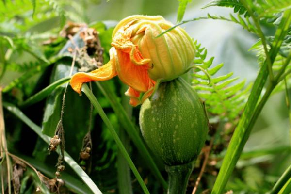 大闸蟹吃完后不能吃什么,不能和什么同吃