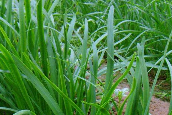 韭菜怎么种植方法,怎么存储